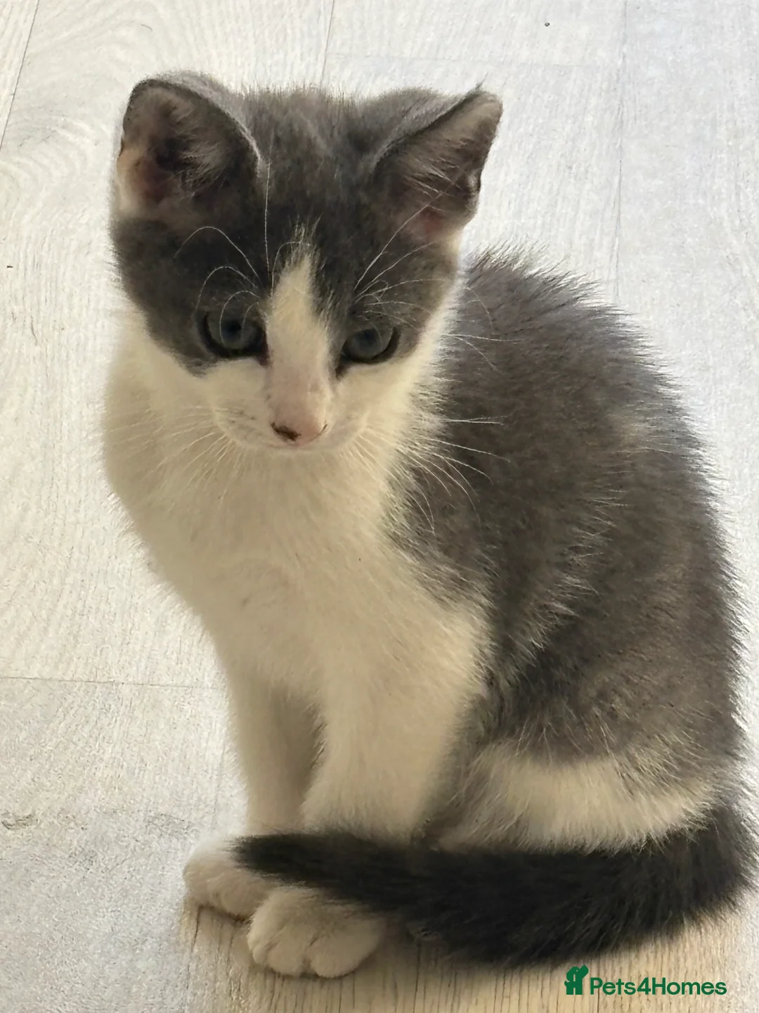 Domestic Shorthair cats for sale: 3 kitten boys ready to go! - Advert 2