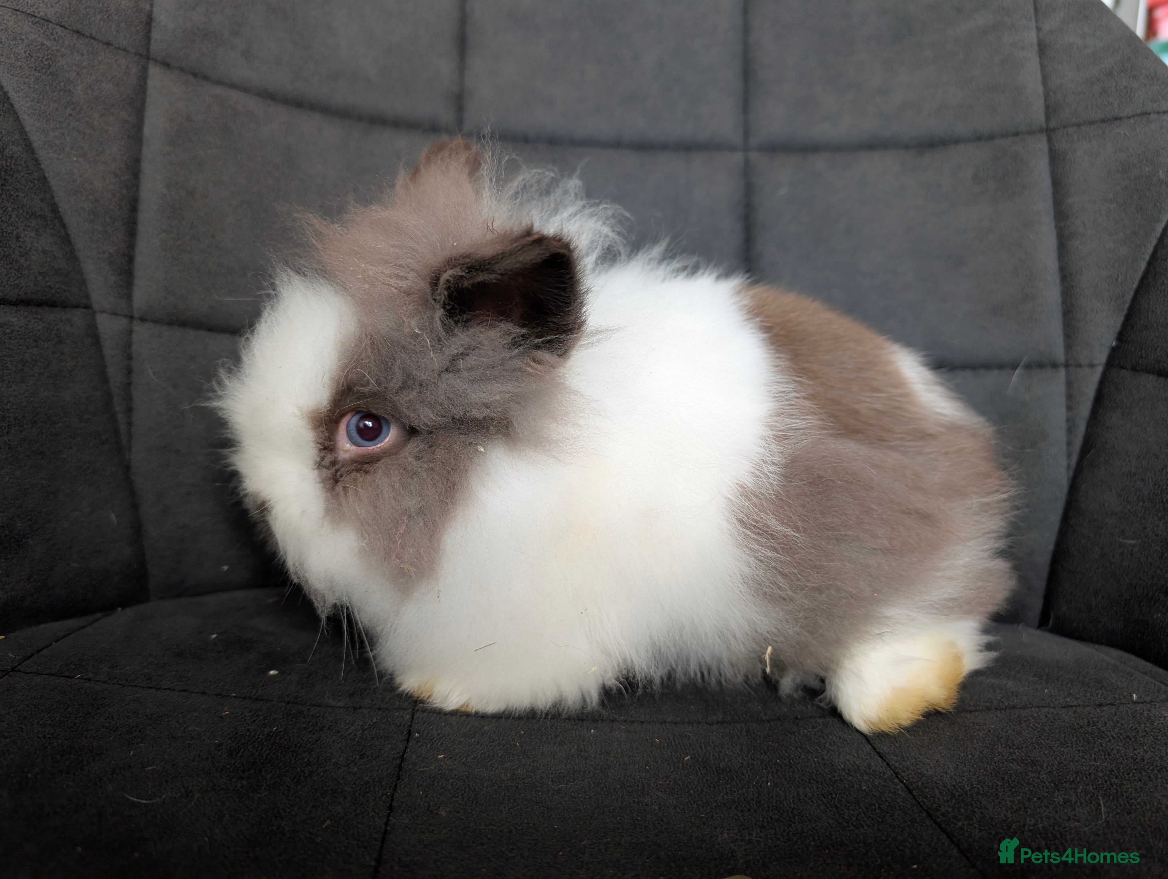 Lionhead rabbits Fluffy BE Lionhead Rabbits for Sale  - Advert 2