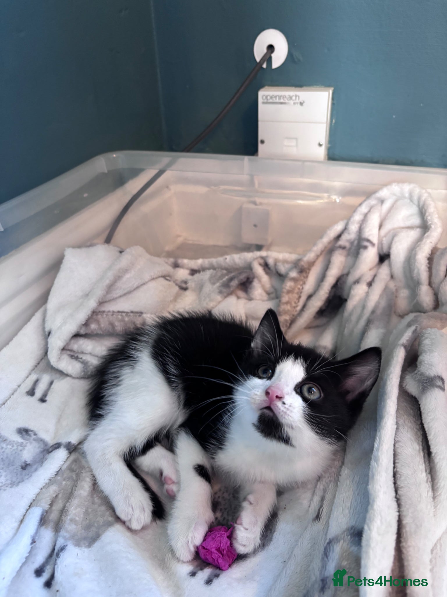 Mixed Breed cats for sale: 4 sweet kittens for new homes  in Thornton-Cleveleys - Advert 9