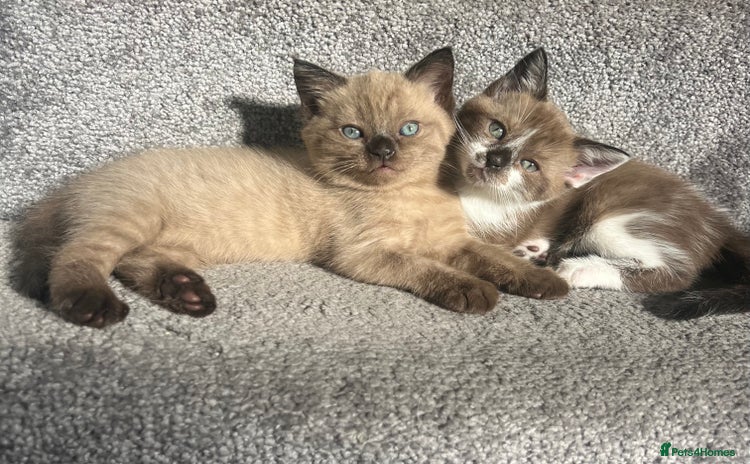 Ragdoll cats - Advert 1