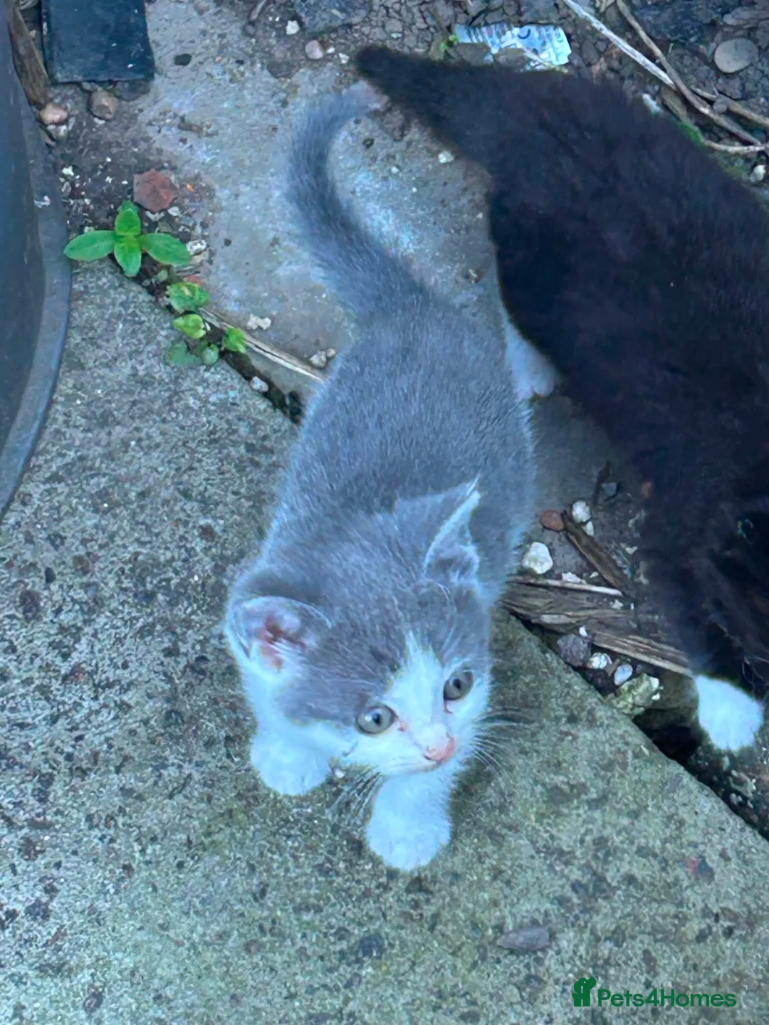 Mixed Breed cats for sale: BSH mixed breed kittens - Advert 38