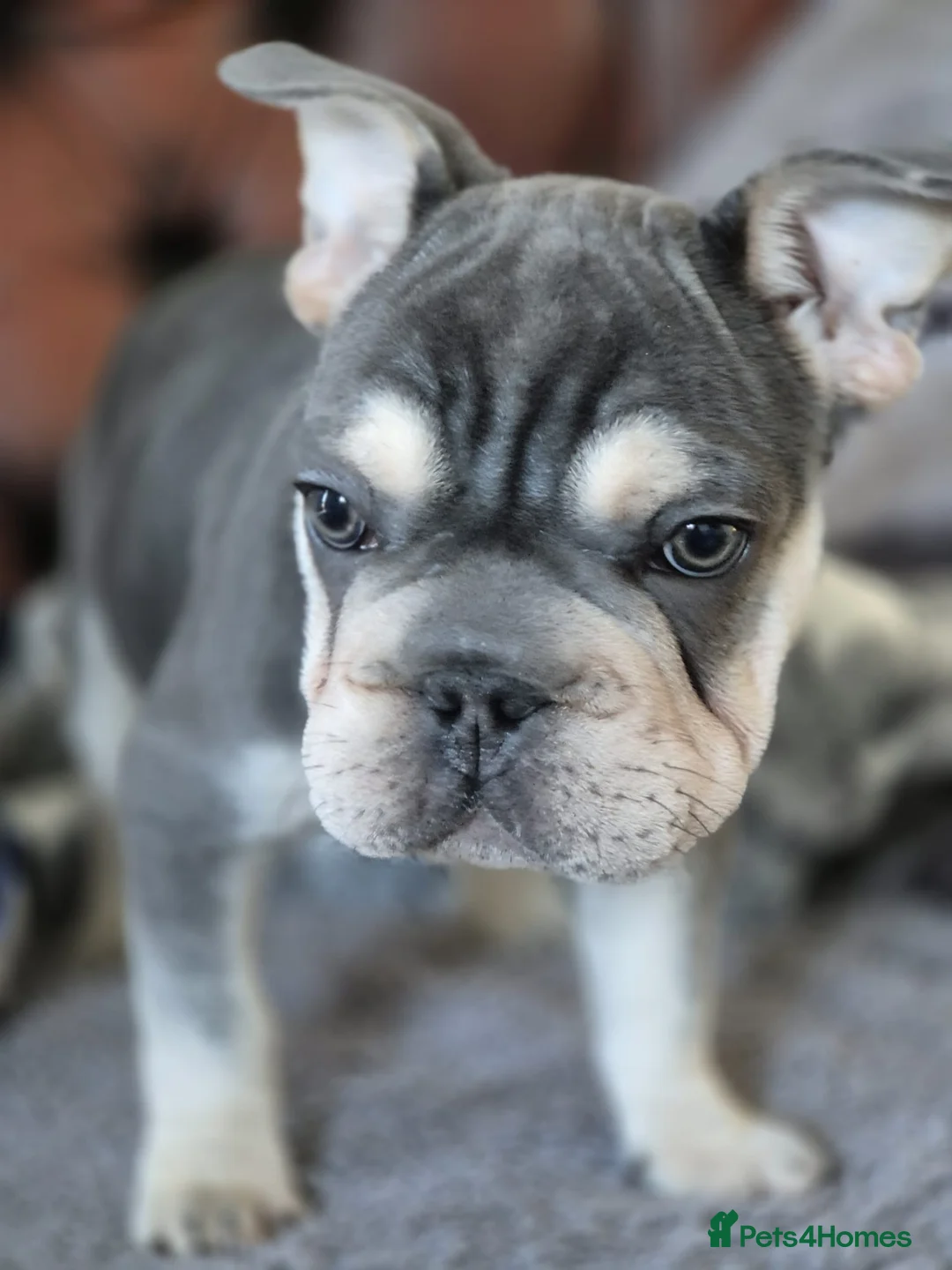 French Bulldog dogs for sale: French bulldog  - Advert 4