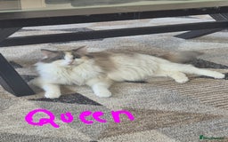 Ragdoll cats for sale: Pure longhair Ragdoll Kittens - Raised with Soul - Image 23