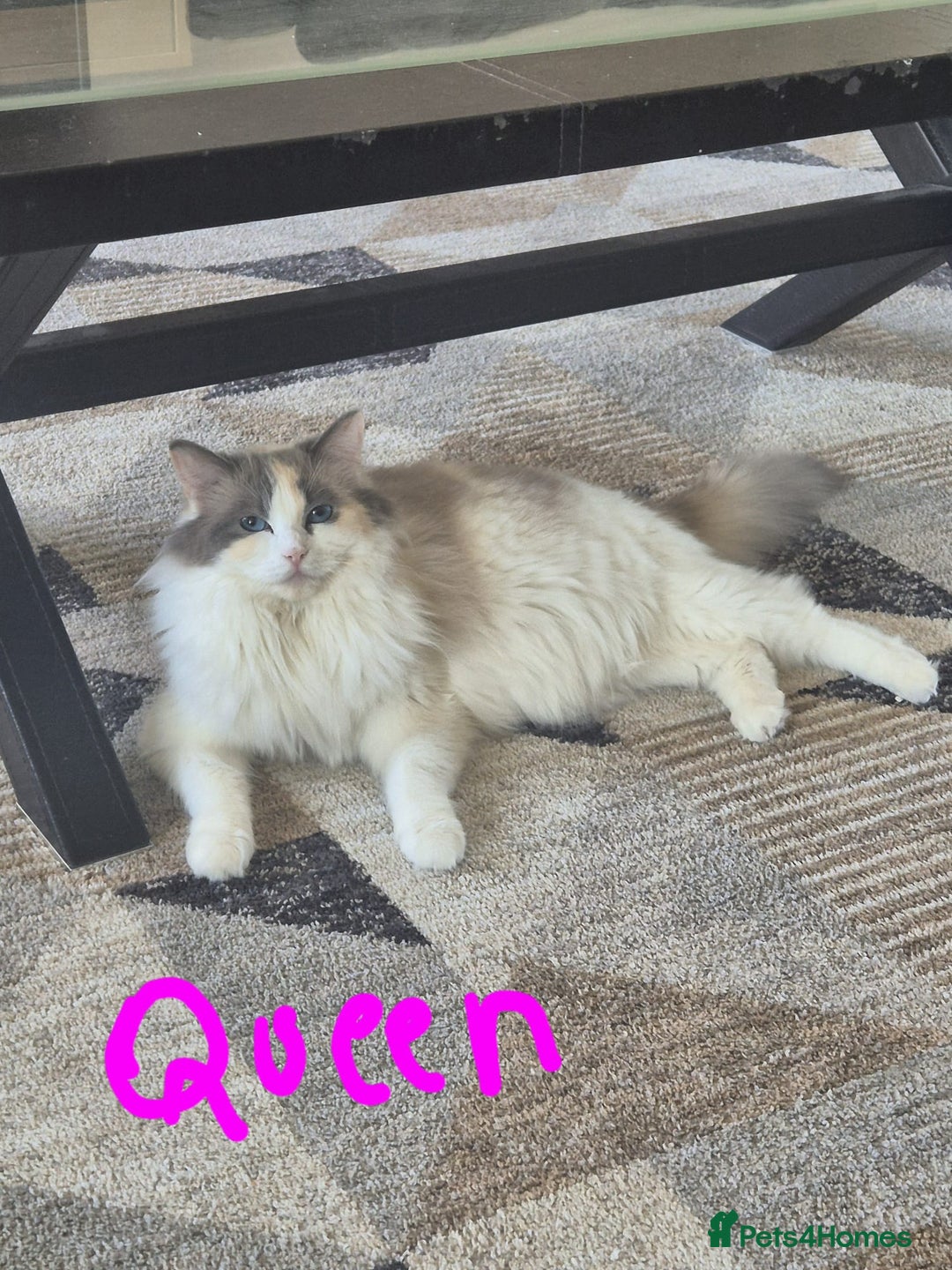 Ragdoll cats for sale: Pure longhair Ragdoll Kittens - Raised with Soul - Image 23