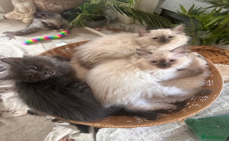 Ragdoll cats - Advert 4