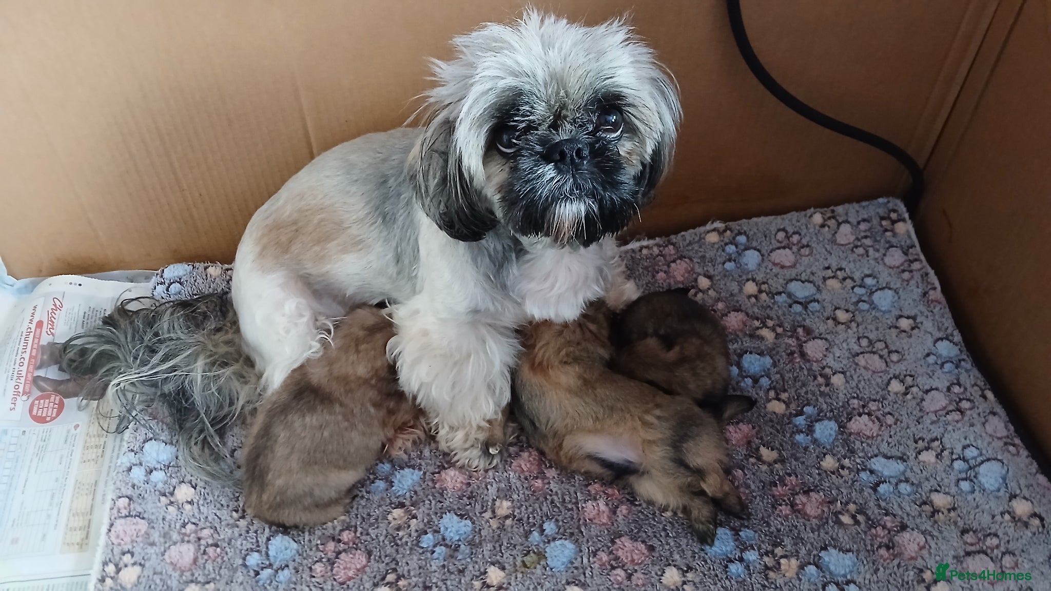 Shih Tzu dogs ShihTzu pups ready now - Advert 2