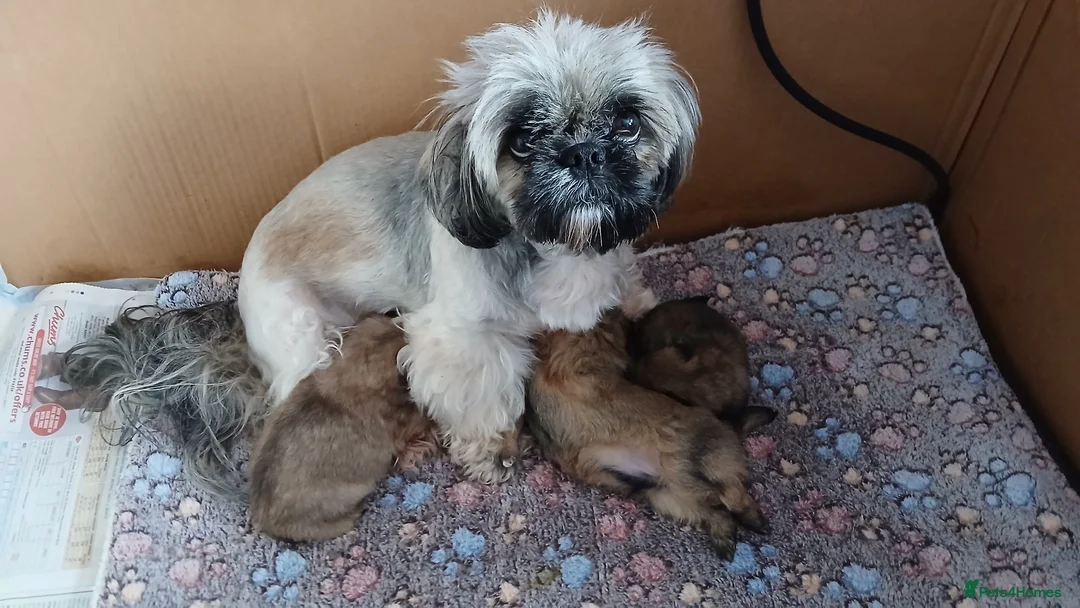 Shih Tzu dogs for sale: ShihTzu pups ready now - Advert 1