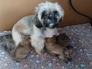 Shih Tzu dogs ShihTzu pups ready now - Advert 14