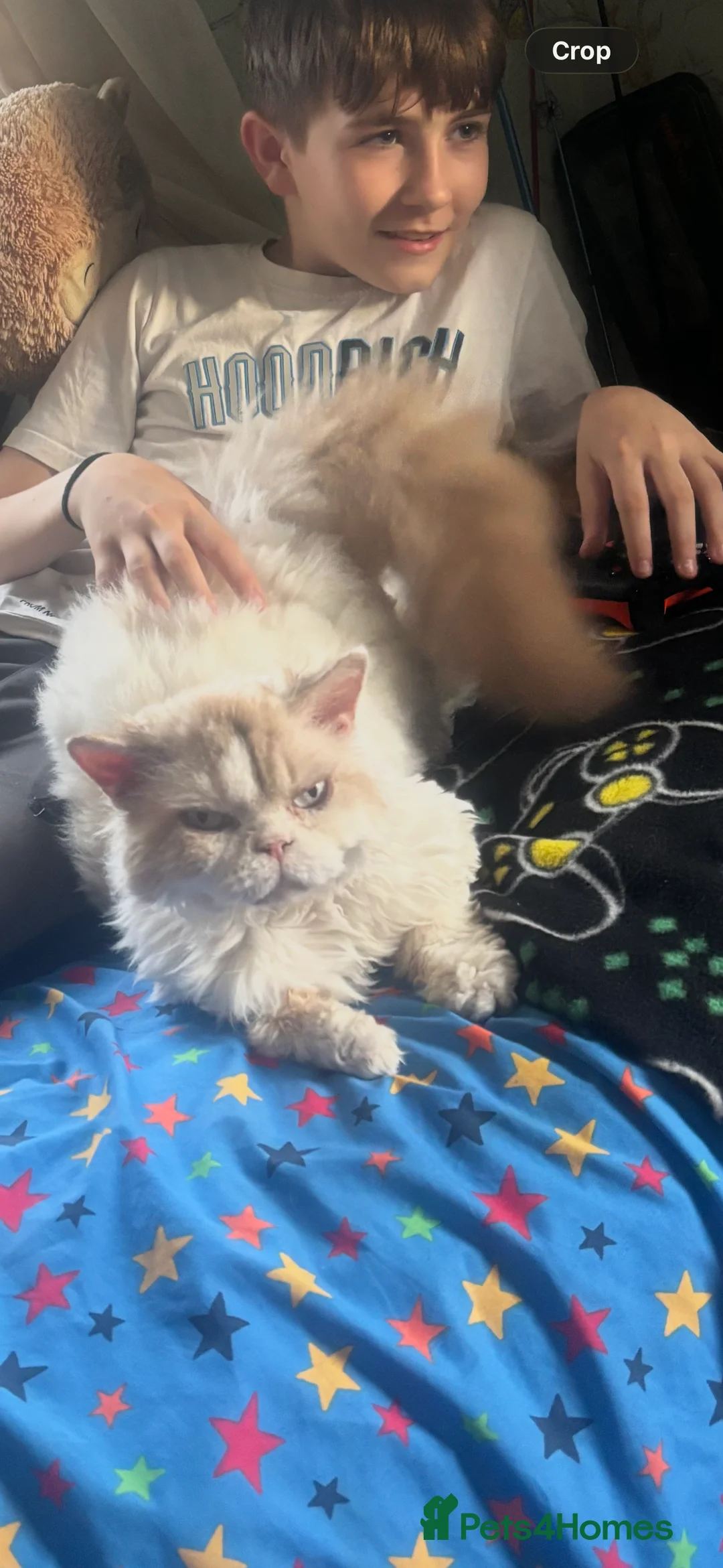 Selkirk Rex cats for sale: selkirk rex X persian  - Advert 2