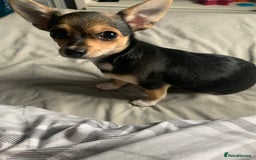 Chihuahua dogs for sale: Chihuahua fluff balls  - Image 15