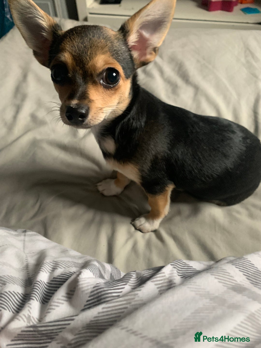 Chihuahua dogs for sale: Chihuahua fluff balls  - Image 15