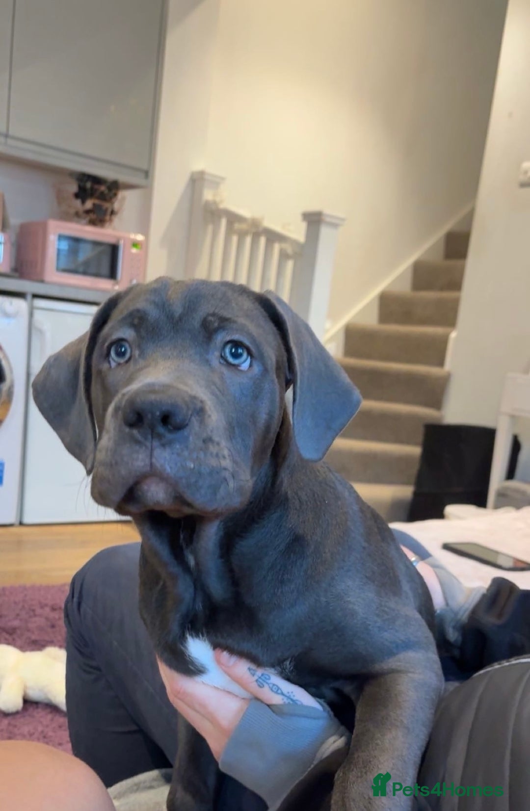 Cane Corso dogs for sale: Cane Corso 4months female  - Advert 2