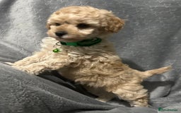 Maltipoo dogs for sale: 🐶 3 Gorgeous Toy Maltipoo F1b Puppies for sale🐶  - Image 9