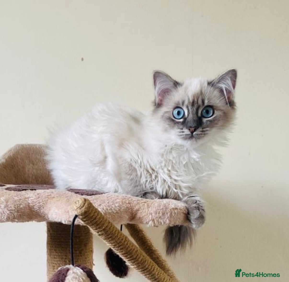 Ragdoll cats Bluelynx ragdol kitten - Advert 1