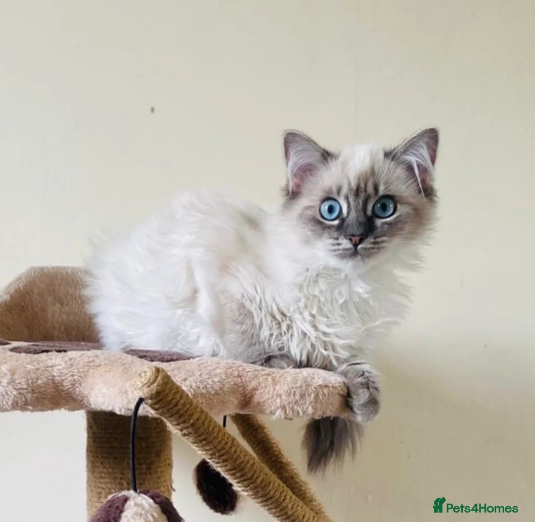 Ragdoll cats for sale: Bluelynx ragdol kitten - Advert 1