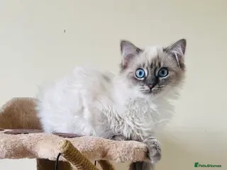 Ragdoll cats Bluelynx ragdol kitten - Advert 1