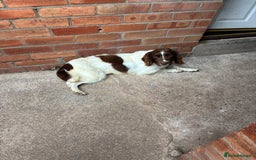 English Springer Spaniel dogs for sale: English springer spaniel puppies  - Image 10