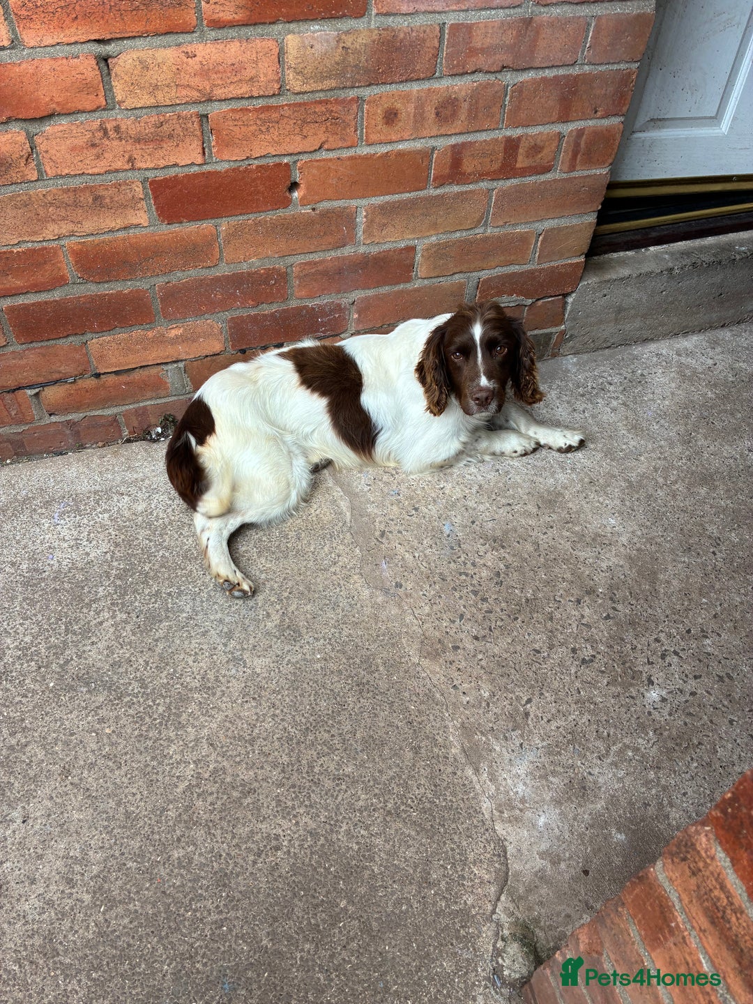 English Springer Spaniel dogs for sale: English springer spaniel puppies  - Image 10