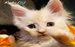 Maine Coon cats for sale: TICA Registered Kittens for Sale  - Image 18
