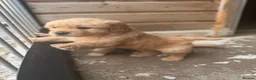 Golden Retriever dogs for sale: Golden retriever  - Advert 7