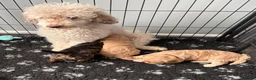 Cavapoo dogs for sale: Cavapoos health tested parents - Advert 2