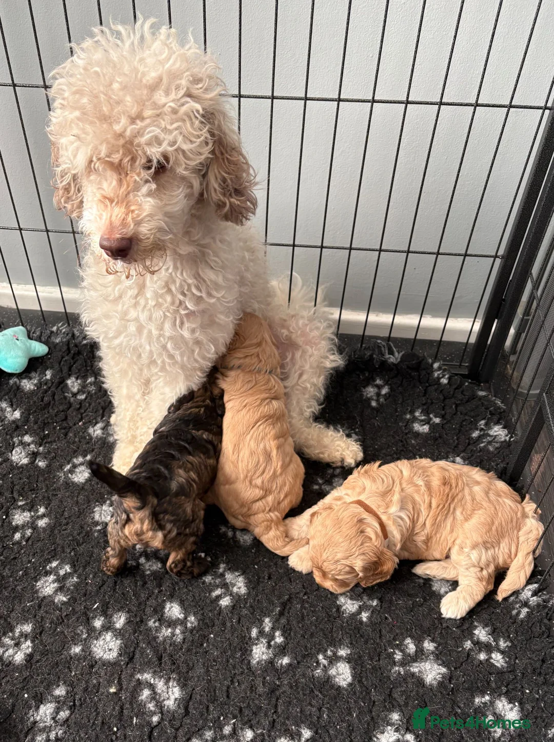 Cavapoo dogs for sale: Cavapoos health tested parents - Advert 2