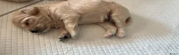 Mixed Breed dogs for sale: Daisypoo puppies  - Advert 4
