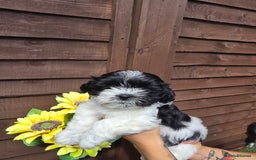 Shih Tzu dogs for sale: Beautiful shitzu puppies for sale - Image 11