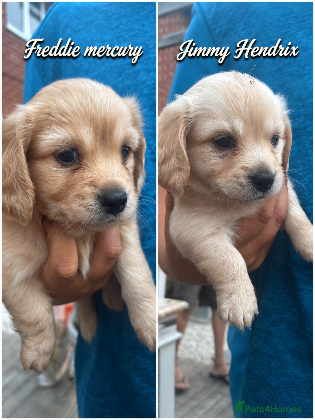 Chiweenie dogs Dachshund x chihuaua - Advert 1