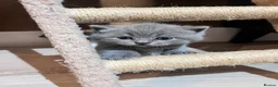 British Shorthair cats for sale: TICA registered pedigree British Shorthair kittens - Advert 5