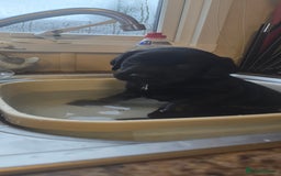 Labrador Retriever dogs for sale: KC Reg Fully Health Tested Black Labrador Puppies - Image 4