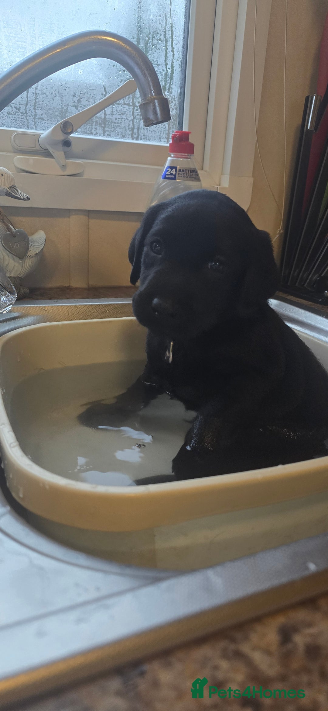 Labrador Retriever dogs for sale: KC Reg Fully Health Tested Black Labrador Puppies - Image 4