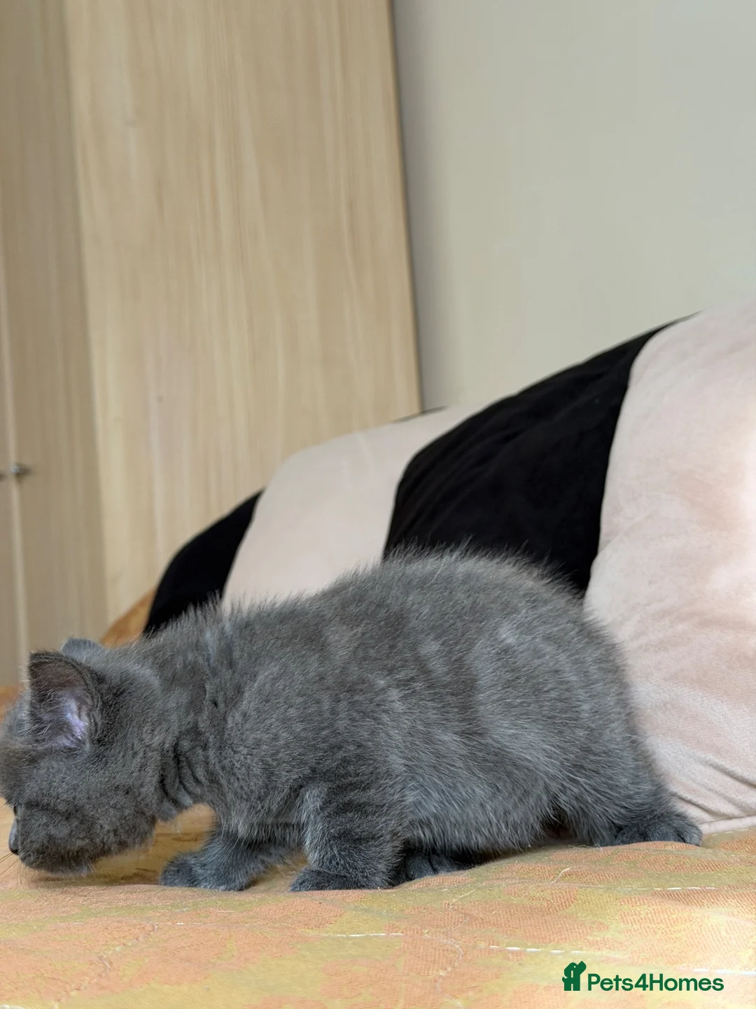 Mixed Breed cats for sale: Mixed breed  - Advert 5