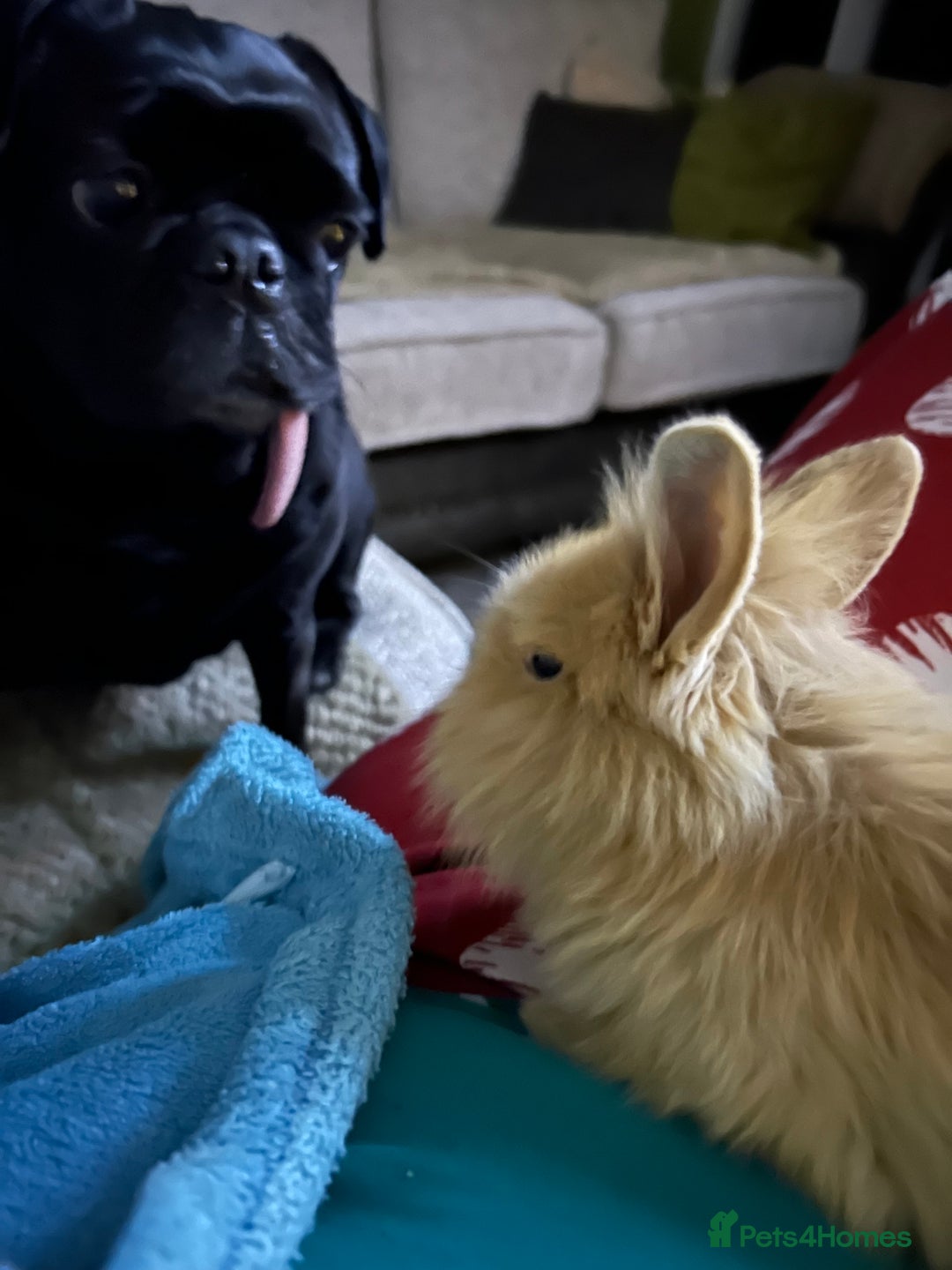 Lionhead rabbits for sale: Baby rabbit  - Advert 3