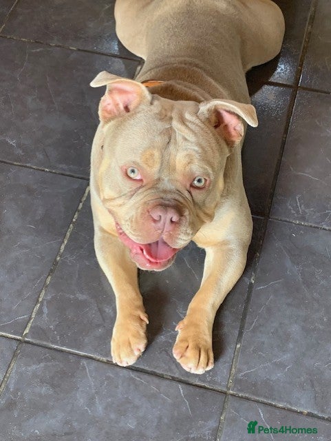 American Bully dogs Rio = Pocket Bully - Advert 1