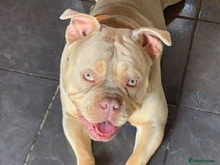 American Bully dogs Rio = Pocket Bully - Advert 1