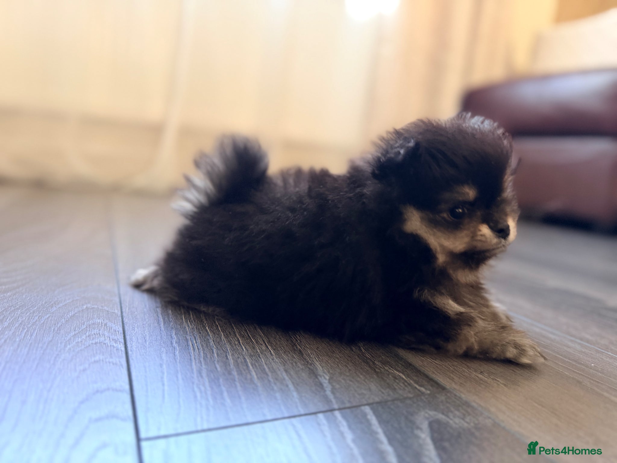 Pomeranian dogs 🌟 Luxury Pomeranian Puppies 🌟  - Advert 2