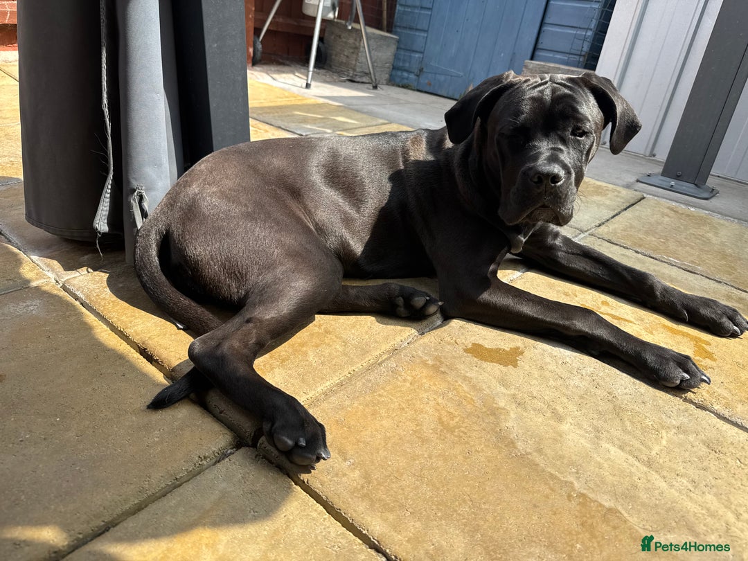 Cane Corso dogs for sale: Pedigree Black female cane corso  - Image 2