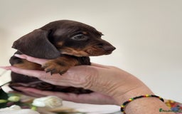 Miniature Dachshund dogs for sale: True Miniature Dachshund puppies  - Image 6