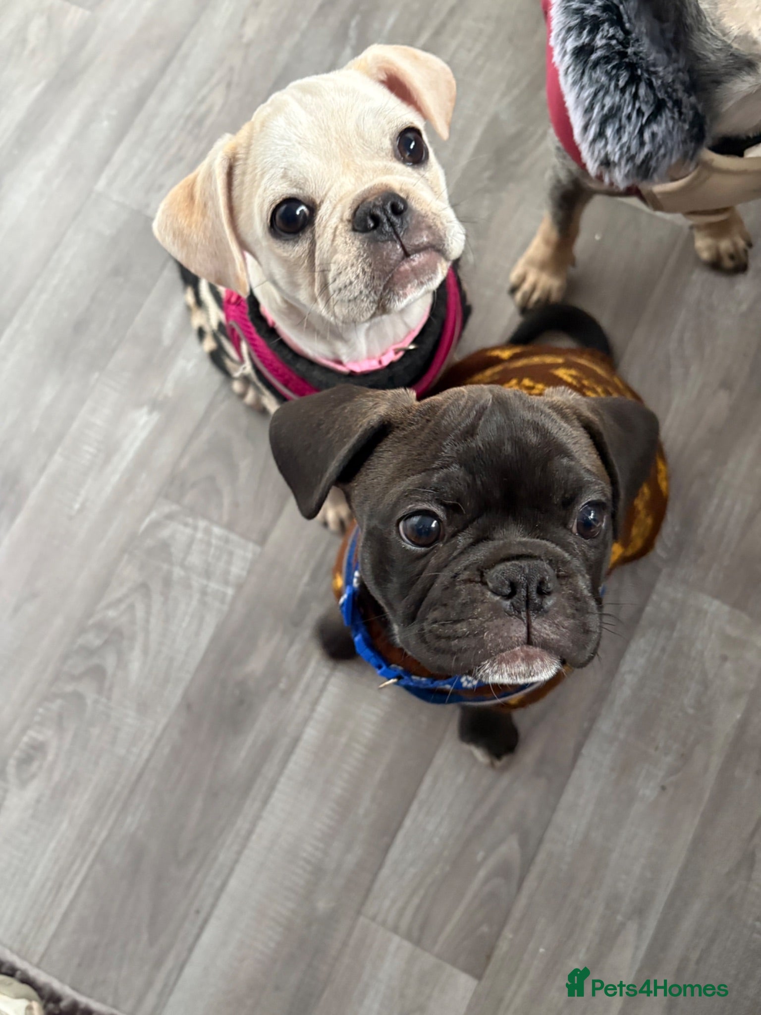 Frug dogs Frug puppies 🐶READY NOW  - Advert 3