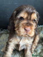 Cocker Spaniel dogs - Advert 13