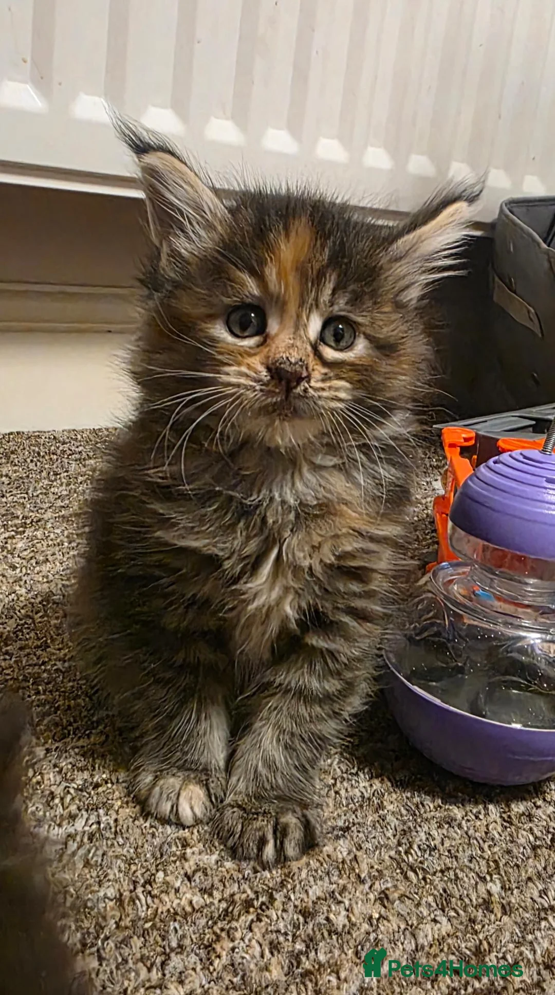 Maine Coon cats for sale: TICA Registered family raised babies. - Advert 1