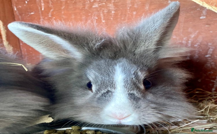 Lionhead rabbits - Advert 2