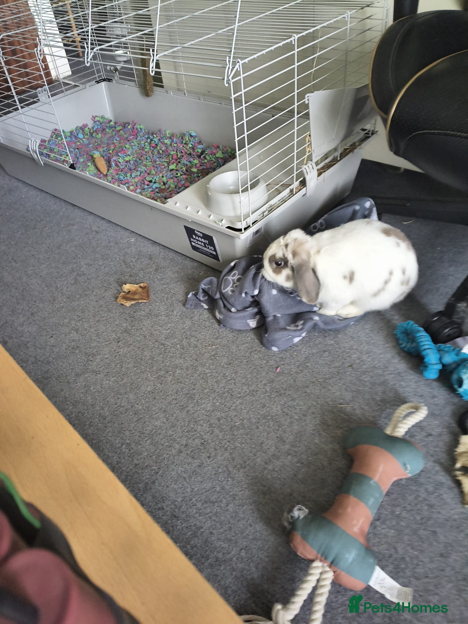 Mini Lop rabbits Male rabbit  - Advert 4