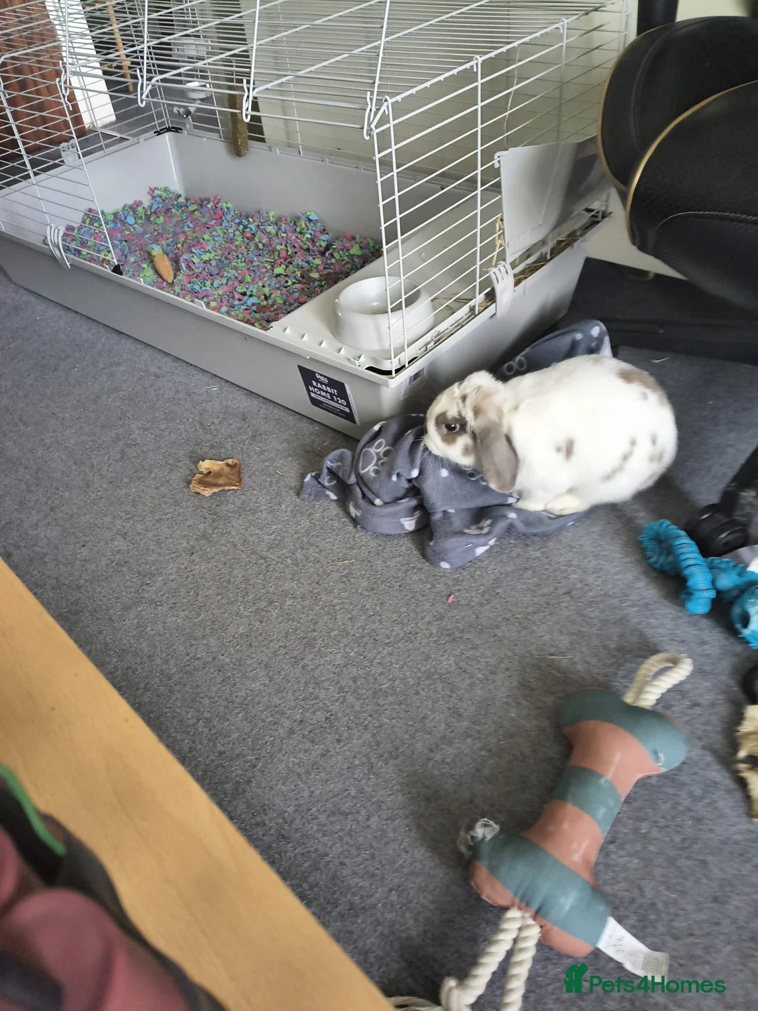 Mini Lop rabbits for sale: Male rabbit  in Milton Keynes - Advert 1