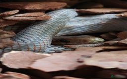 Rat Snake reptiles for sale: BAIRDS RAT SNAKE  - Image 7