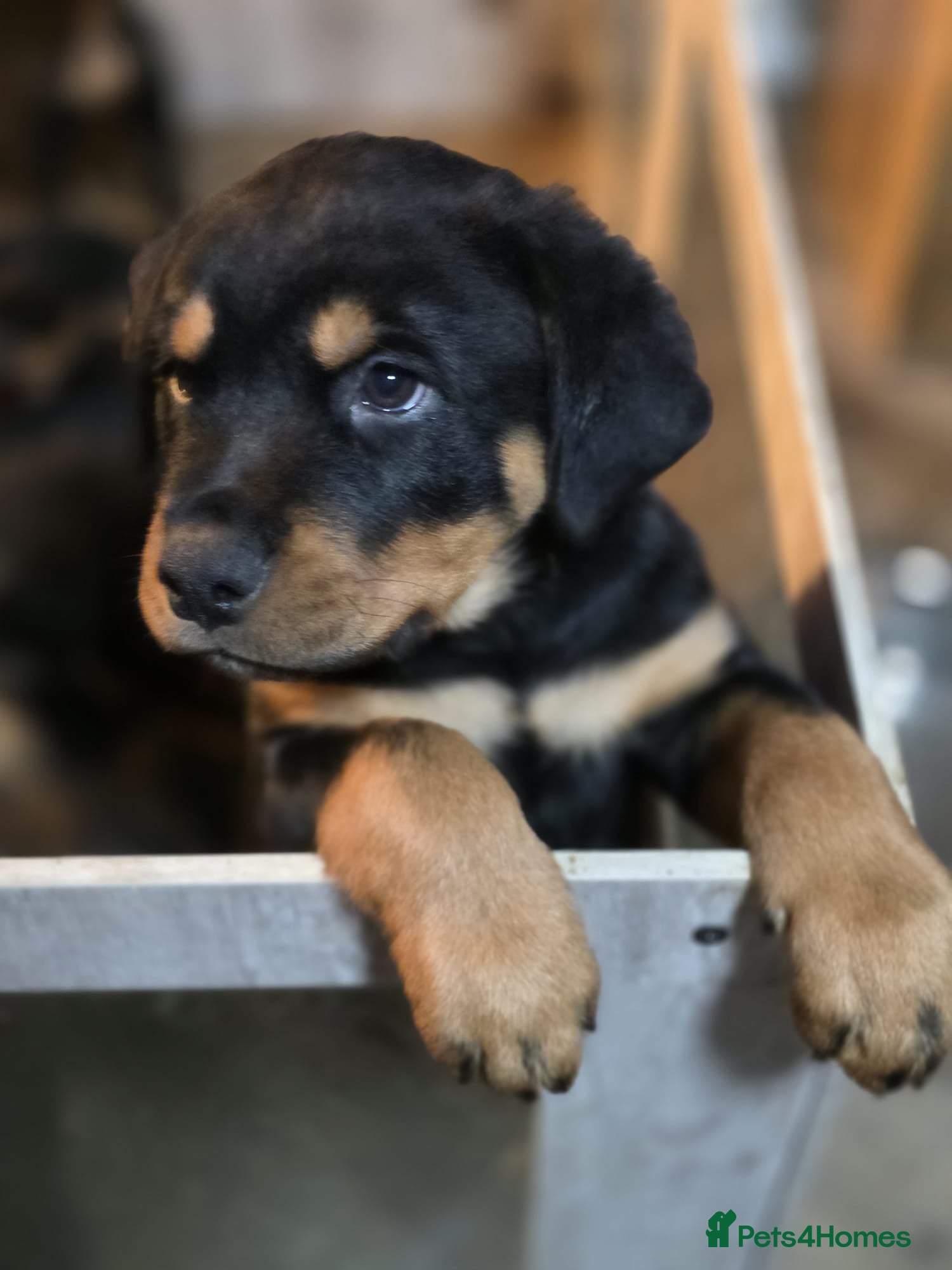 Rottweiler dogs Stunning KC REGISTERED rottweiler pups - Advert 6