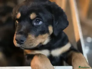 Rottweiler dogs Stunning KC REGISTERED rottweiler pups - Advert 6