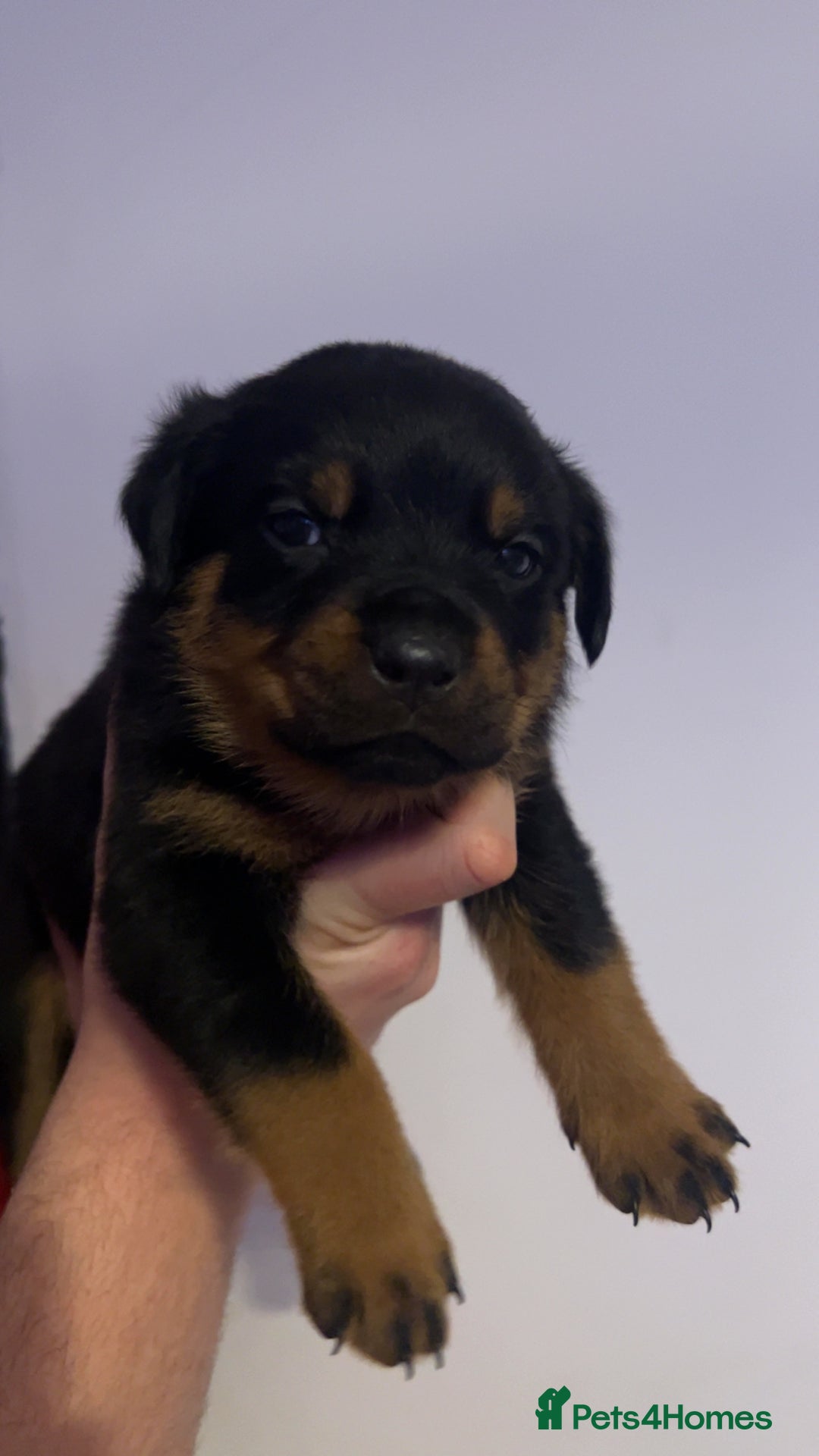 Rottweiler dogs for sale: ⭐ LAST THREE ROTTWEILER PUPPIES LEFT ⭐  - Advert 15