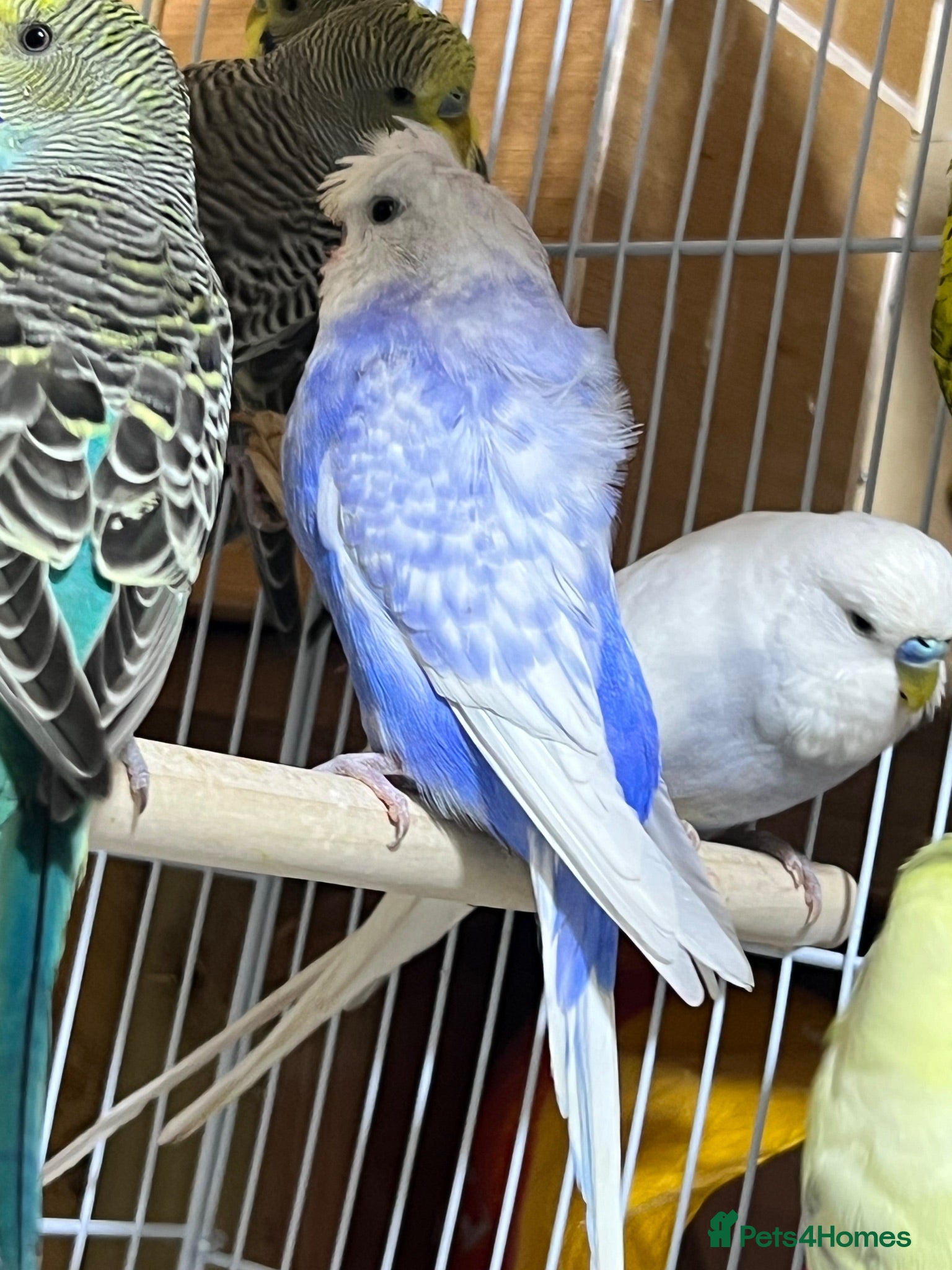 Budgerigars birds 13 budgies available  - Advert 1